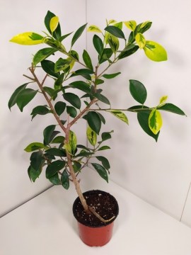 Фикус Retusa Mutabilis (Microcarpa Yellow Margin)